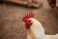 [ 먹거리추천 < 여행리포트 ]