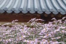 문화, 역사 - 충청남도 누리집(홈페이지) 충청남도 누리집(홈페이지)