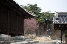 여행 - 매화향 가득한 '종학당 사색의 길' - 충남넷 미디어 매화향 가득한 '종학당 사색의 길'
