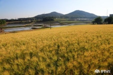 충남넷 모바일 안면도 보리밭 이야기