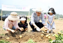 먹거리 - 서산 팔봉산 감자 드시러 오세요 - 충남넷 미디어 서산 팔봉산 감자 드시러 오세요