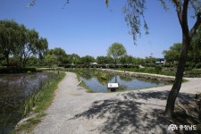 충남넷 모바일 여름에 활짝 피어나는 부여 궁남지