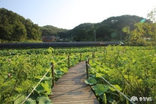 사는이야기 - 칠갑산 산꽃마을에서 만난 한송이의 연꽃 - 충남넷 미디어 칠갑산 산꽃마을에서 만난 한송이의 연꽃