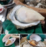 사는이야기 - 겨울의 별미 바다의 우유 굴 드시러 가세요~ - 충청남도 겨울의 별미 바다의 우유 굴 드시러 가세요~