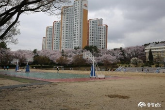 사는이야기 - 안톤 체호프의 '벚꽃 동산'을 떠올리게 한 북일고 벚꽃길 - 충남넷 미디어 안톤 체호프의 '벚꽃 동산'을 떠올리게 한 북일고 벚꽃길