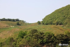충남넷 모바일 천년고찰 개심사에서 만난 진귀한 청벚꽃!