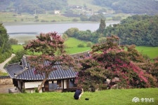 통통충남 - 충남도청 미디어 논산의 배롱나무꽃 촬영지를 추천합니다