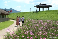 생생뉴스 - 충남도청 미디어 [포토] 서산해미읍성으로 코스모스 구경 오세요!