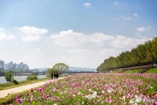 통통충남 - 충남도청 미디어 은행나무길이 기대되는 아산곡교천
