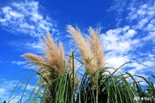 통통충남 - 충남도청 미디어 뮬리와 팜파스의 이색적인 테마정원, 태안 청산수목원