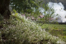 충남넷 모바일 감빛 어우러진 논산 백일헌 종택의 가을 풍경