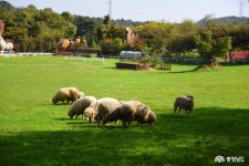 사는이야기 - 태신목장의 멋진 가을 - 충청남도 태신목장의 멋진 가을
