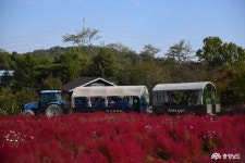 사는이야기 - 태신목장의 멋진 가을 - 충청남도 태신목장의 멋진 가을