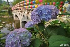 문화 - 천년산사 마곡사 여름 풍경과 힐링하기 - 충청남도 천년산사 마곡사 여름 풍경과 힐링하기