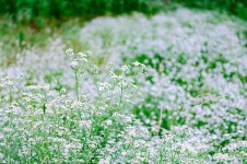 사는이야기 - 충현서원에서 송곡지까지의 산책 - 충청남도 충현서원에서 송곡지까지의 산책