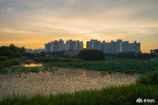 시군뉴스 - 홍성군, 명품녹색도시조성 ‘박차’ - 충청남도 홍성군, 명품녹색도시조성 ‘박차’