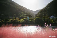 사는이야기 - 금산 하늘물빛정원 핑크뮬리 초가을의 정취를 느끼다 - 충남넷 미디어 금산 하늘물빛정원 핑크뮬리 초가을의 정취를 느끼다