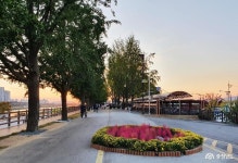 여행 - 곧 황금물결 곡교천 은행나무길 - 충청남도 곧 황금물결 곡교천 은행나무길