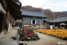 여행 - 코로나19 극복을 위한 국화꽃이 피어 있는 개심사 - 충청남도 코로나19 극복을 위한 국화꽃이 피어 있는 개심사