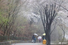 충남넷 모바일 우중 산책, 운치 가득했던 영인산수목원
