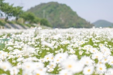 충남넷 모바일 5월 서산 걷기 좋은 길 샤스타데이지 만개한 서산 용장천