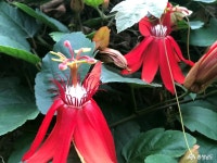 충남넷 모바일 세계각국의 꽃을 만날 수 있는 곳 세계꽃식물원