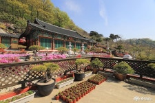 여행 - 꽃잔디와 철쭉으로 화려한 공주 금강사 - 충청남도 꽃잔디와 철쭉으로 화려한 공주 금강사