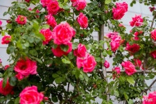 여행 - 5월 천안여행지 단대호수 장미정원 - 충청남도 5월 천안여행지 단대호수 장미정원