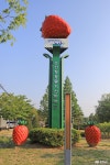 여행 - 샤스타가 핀 논산 탑정호수변생태공원 - 충청남도 샤스타가 핀 논산 탑정호수변생태공원