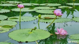 여행 - 부여 서동공원(궁남지) 스무 살 연꽃 화원의 초대 - 충청남도 부여 서동공원(궁남지) 스무 살 연꽃 화원의 초대