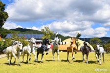 충남관광