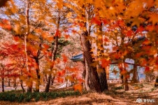 충남관광