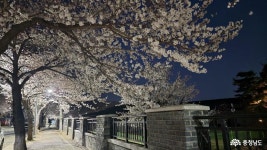 여행 - 상상하는 여유를 즐기게 하는 부여의 밤 벚꽃길 - 충청남도 상상하는 여유를 즐기게 하는 부여의 밤 벚꽃길