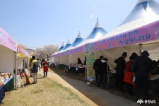 지역신문뉴스 - 벚꽃 보러 온 상춘객 북적..순성 벚꽃 축제 개최 - 충청남도 벚꽃 보러 온 상춘객 북적..순성 벚꽃 축제 개최