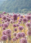 먹거리 - 초여름을 맞이하는 공주 신관공원 - 충청남도 초여름을 맞이하는 공주 신관공원
