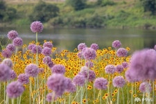 먹거리 - 초여름을 맞이하는 공주 신관공원 - 충청남도 초여름을 맞이하는 공주 신관공원