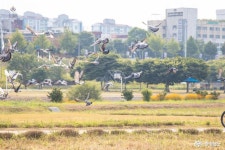 먹거리 - 초여름을 맞이하는 공주 신관공원 - 충청남도 초여름을 맞이하는 공주 신관공원