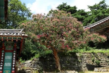 여행 - 백제 시대의 고찰 공주 신원사(新元寺)의 여름 - 충청남도 백제 시대의 고찰 공주 신원사(新元寺)의 여름