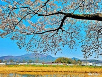 충남관광