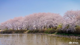 면천 한바퀴 - 골정지,영랑효공원,대숲바람길으로 봄바람 쐬러 오세요... 면천 한바퀴 - 골정지,영랑효공원,대숲바람길으로 봄바람 쐬러 오세요