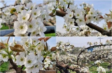 시군뉴스 - 아름드리 느티나무 길을 걷다보면.... - 충청남도 아름드리 느티나무 길을 걷다보면....