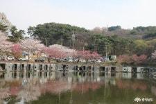 정책/칼럼 - 태봉산에 있는 화유옹주 태실지를 아시나요? - 충청남도 태봉산에 있는 화유옹주 태실지를 아시나요?