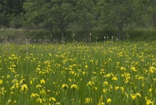지역신문뉴스 - 청양을 창포마을로 조성하자 ‘이야기 솔솔’ - 충청남도 청양을 창포마을로 조성하자 ‘이야기 솔솔’