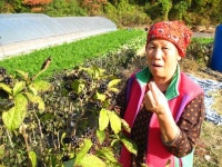 먹거리 - 집 앞 텃밭에서 따낸 쌈채류로 맛을 내는 진정한 시골밥상 - 충청남도 집 앞 텃밭에서 따낸 쌈채류로 맛을 내는 진정한 시골밥상
