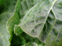 지역신문뉴스 - 가곡1리 올해도 쇳가루 배추“ - 충청남도 가곡1리 올해도 쇳가루 배추“