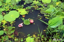 충남넷 모바일 논산 탑정호수변생태공원의 여름