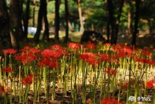 여행 - 성주산자연휴양림 ‘꽃무릇’ 절정 - 충청남도 성주산자연휴양림 ‘꽃무릇’ 절정
