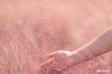 먹거리 - 초록초록 은행잎이 가득한 보령 청라마을 - 충남넷 미디어 초록초록 은행잎이 가득한 보령 청라마을