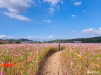여행 - 성주산에서 맛보는 가을 하늘과 서해의 절경 - 충남넷 미디어 성주산에서 맛보는 가을 하늘과 서해의 절경