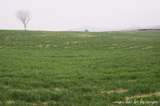 사는이야기 - 대관령 목장 뺨치는 즐거운 너른 풀밭 - 충남.넷 대관령 목장 뺨치는 즐거운 너른 풀밭